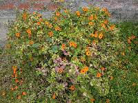 Thunbergia alata image
