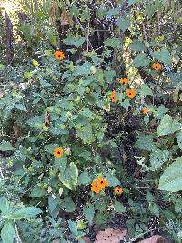 Thunbergia alata image