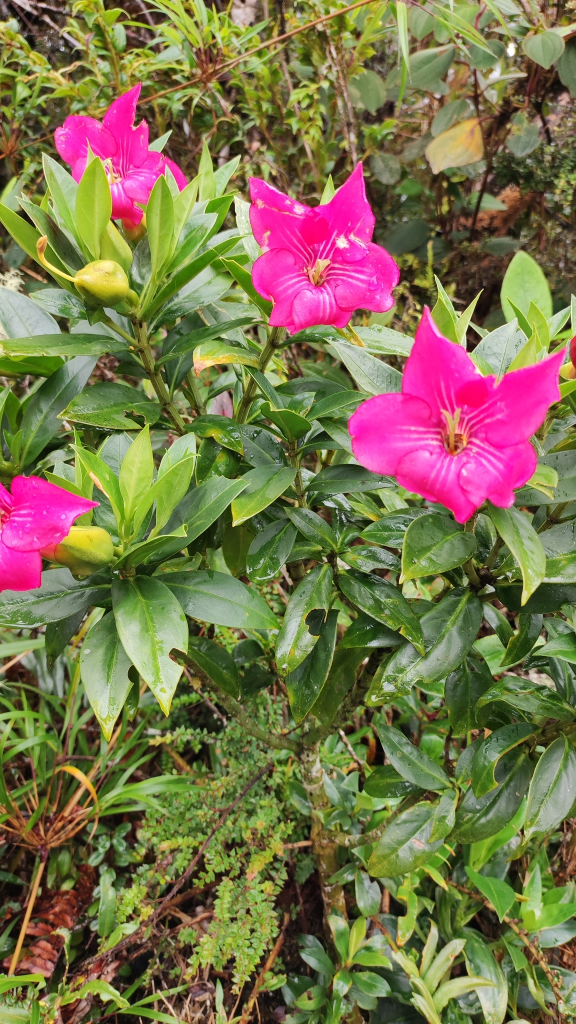 Symbolanthus image