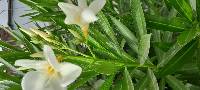 Nerium oleander image