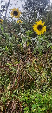 Media resource of Helianthus petiolaris