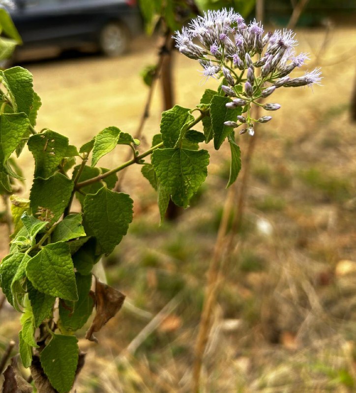 Chromolaena roseorum image