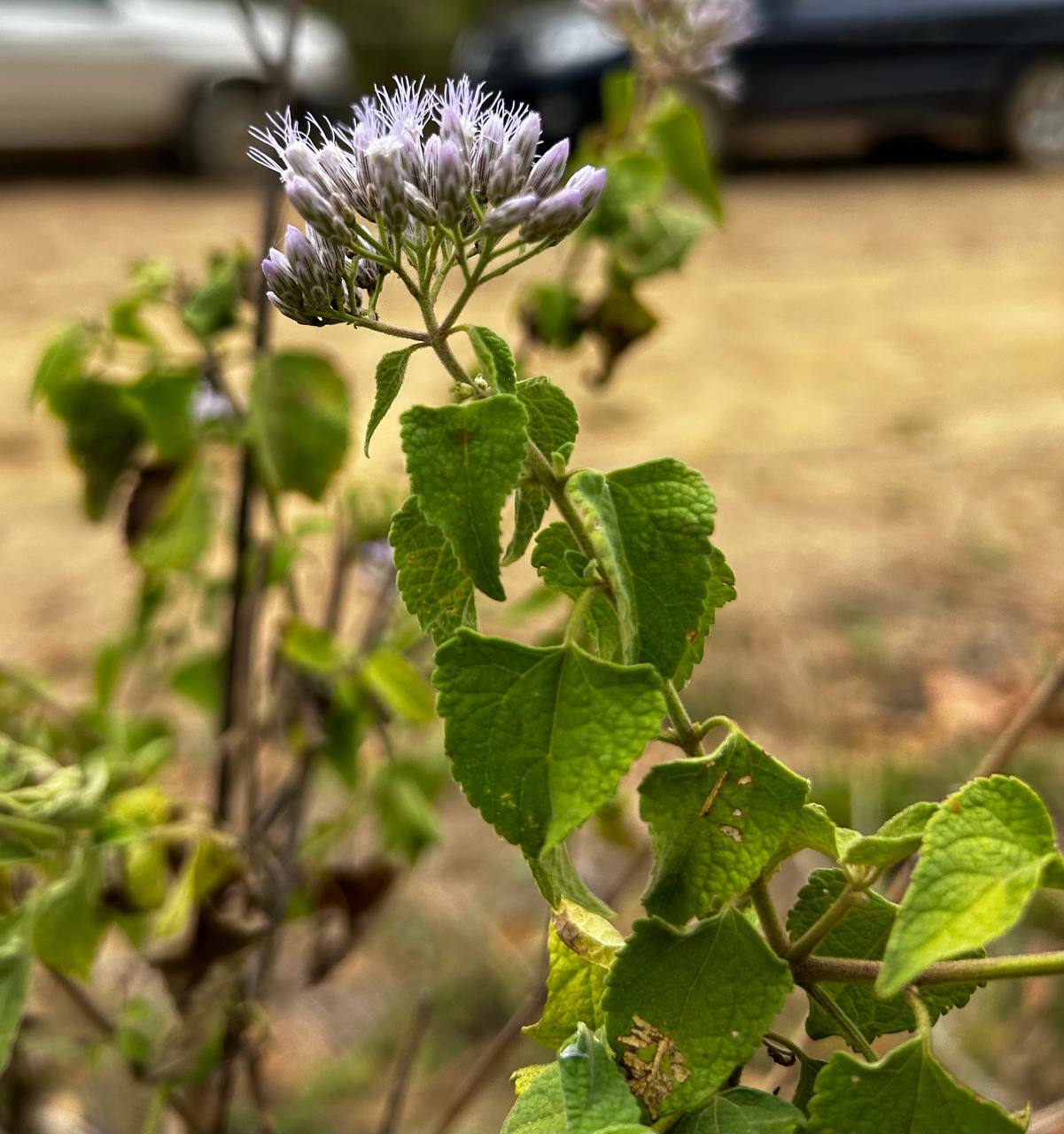 Chromolaena roseorum image
