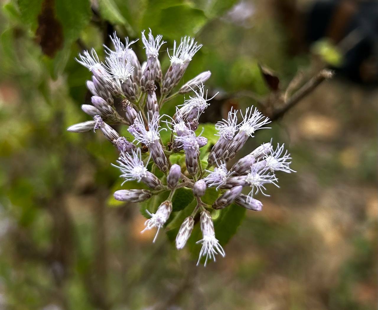 Chromolaena roseorum image