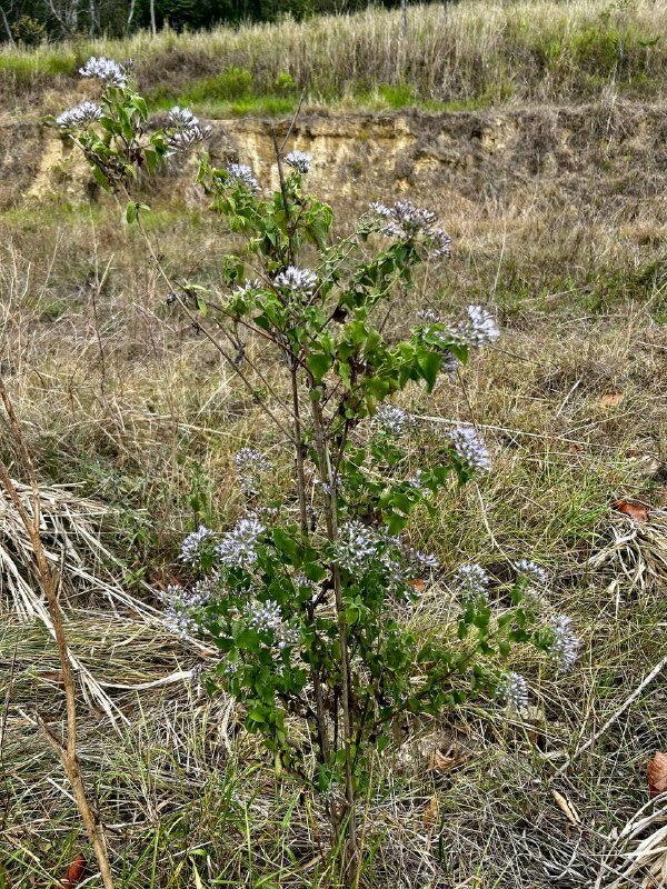 Chromolaena roseorum image