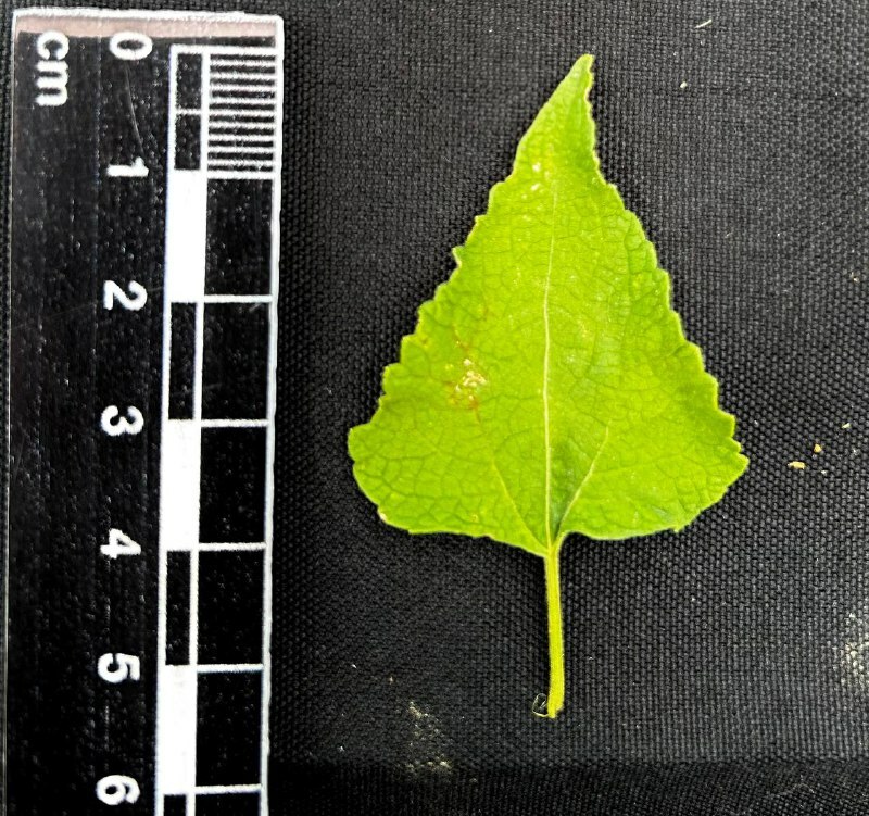 Chromolaena roseorum image
