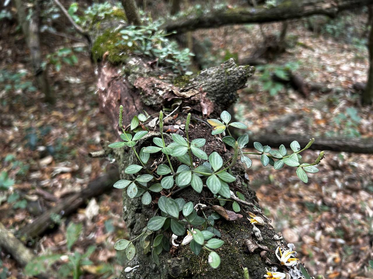 Peperomia tetraphylla image