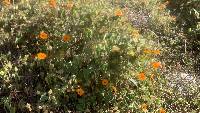 Thunbergia alata image