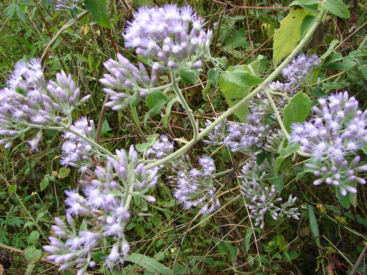 Chromolaena roseorum image