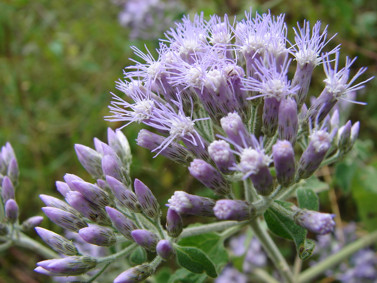 Chromolaena image