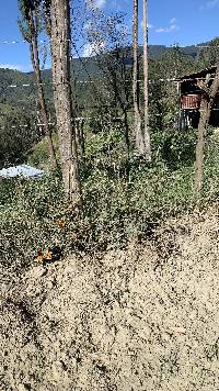 Thunbergia alata image