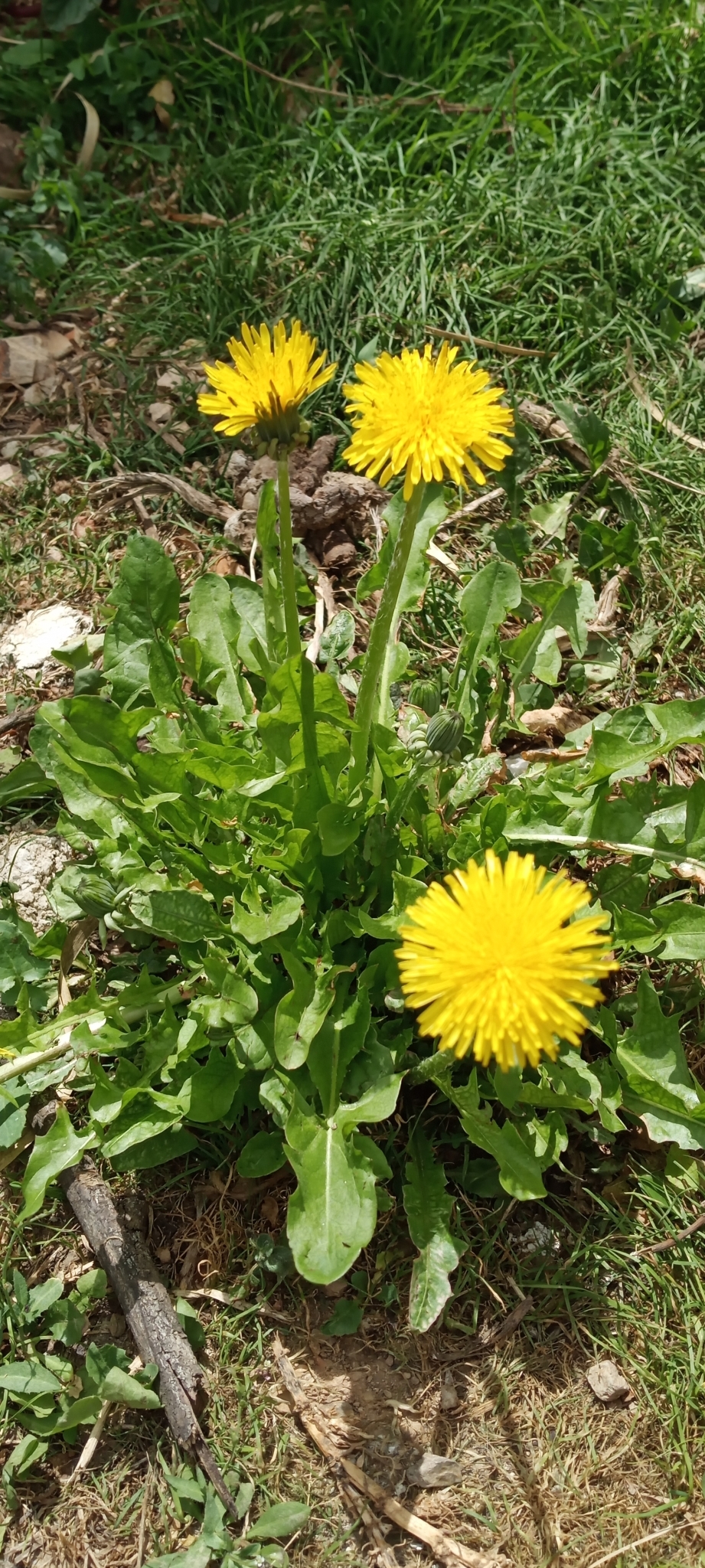 Taraxacum officinale image