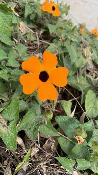 Thunbergia alata image