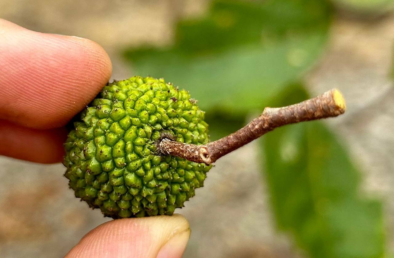 Malvaceae image