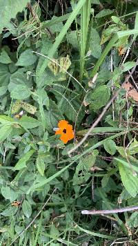 Thunbergia alata image