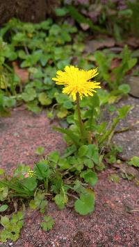 Taraxacum officinale image