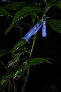 Media resource of Palicourea lobbii