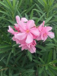 Nerium oleander image