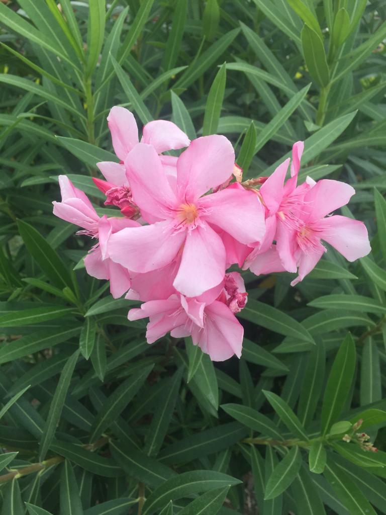 Nerium oleander image