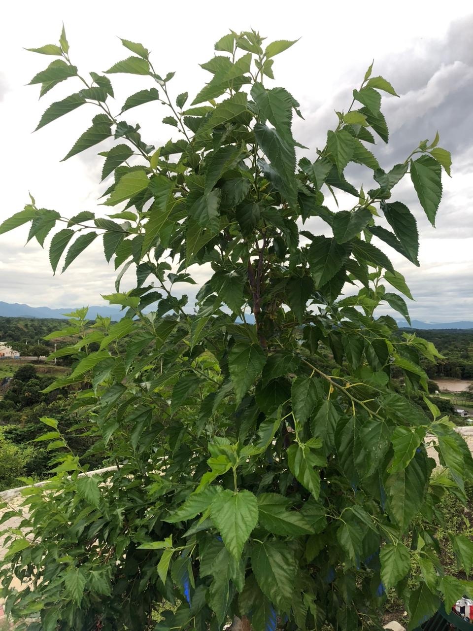 Morus alba image