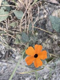 Thunbergia alata image
