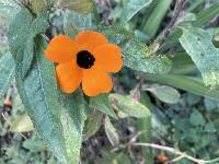 Thunbergia alata image