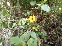 Thunbergia alata image