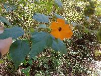 Thunbergia alata image