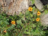 Thunbergia alata image