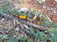 Thunbergia alata image