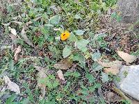 Thunbergia alata image