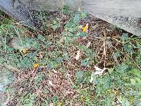 Thunbergia alata image