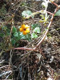Thunbergia alata image