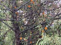 Thunbergia alata image