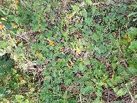 Thunbergia alata image
