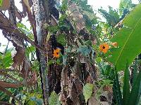 Thunbergia alata image