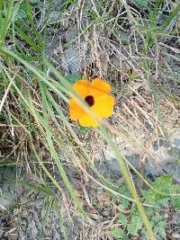 Thunbergia alata image