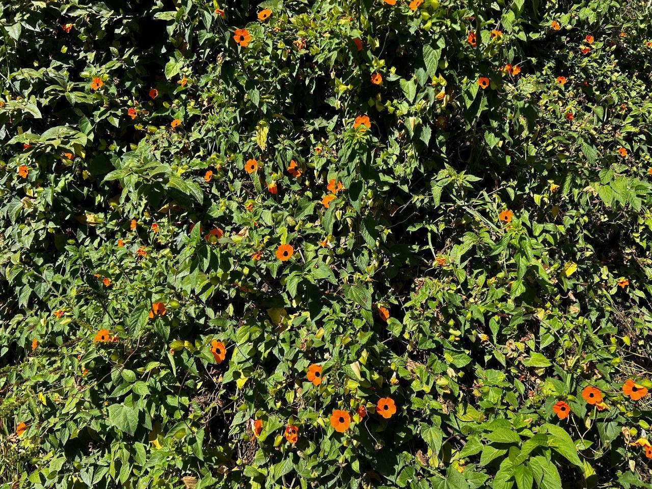 Thunbergia alata image