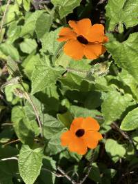 Thunbergia alata image