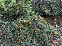 Thunbergia alata image