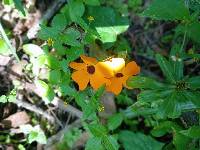 Thunbergia alata image