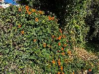 Thunbergia alata image