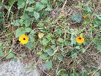 Thunbergia alata image