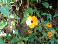 Thunbergia alata image