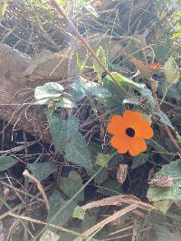 Thunbergia alata image