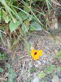 Thunbergia alata image
