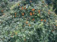 Thunbergia alata image