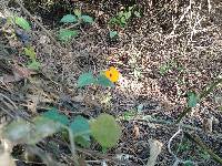 Thunbergia alata image