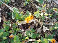 Thunbergia alata image