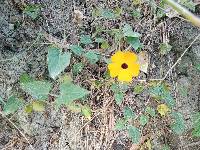 Thunbergia alata image